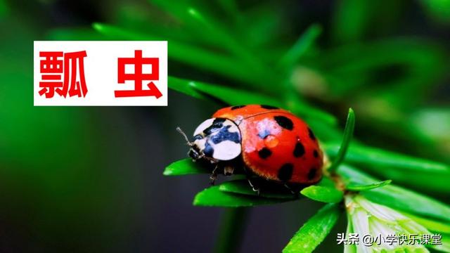 什么的硬翅，什么的硬翅？填四个字。（小学部编三年级语文下第4课《昆虫备忘录》图文+知识点+同步练习）