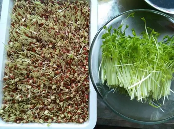 红豆芽可以吃吗，红豆可以发豆芽吗?有什么营养（其实原料常见生产简单）