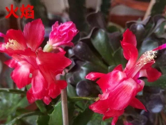 蟹爪兰图片，蟹爪兰你不知道的品种（蟹爪兰支架图片大全）