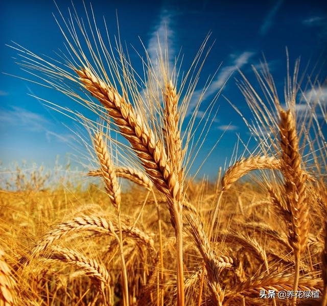 立夏是什么时候，这天刮东西南北风各有什么预兆