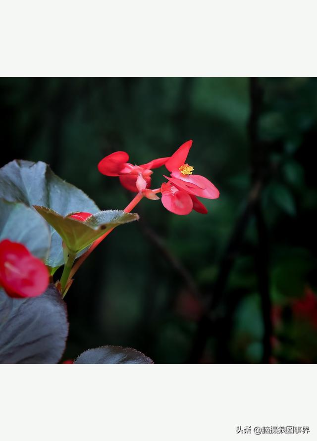 玻璃海象（玻璃海棠，这3个方法你用了吗（玻璃海棠长什么样）