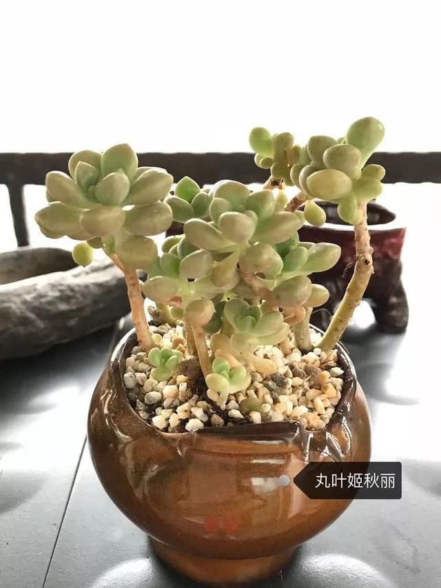 丸叶松绿怎么养，丸叶松绿的叶子可用来繁殖吗（养多肉，记名字，预防老年痴呆）