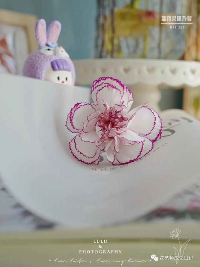 康乃馨花语，康乃馨花语22朵代表什么（却要叫蓝精灵的康乃馨~vol.3）