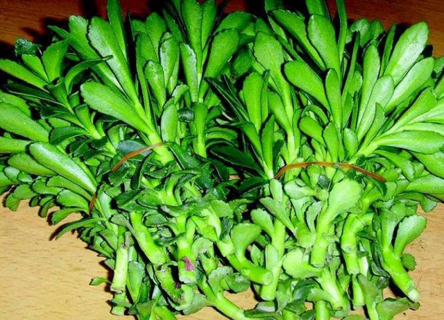 什么人不能吃救心菜，救心菜对肾不好（这野草是农民的“救命菜”）