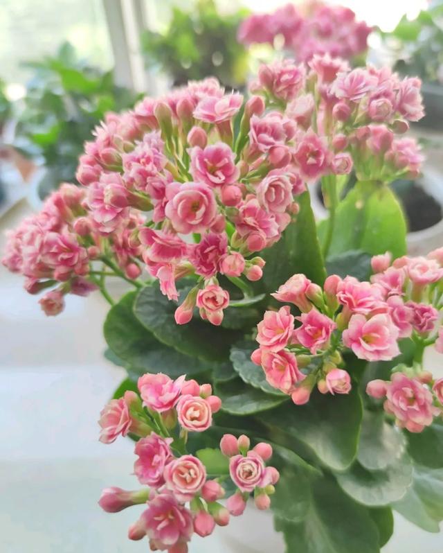 长寿花稀有品种图片,长寿花稀有品种(40种单瓣60个重瓣)