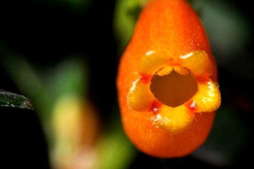 金鱼花的养殖方法和注意事项，金鱼花的养殖方法与注意事项（金鱼花的养殖方法及注意事项）