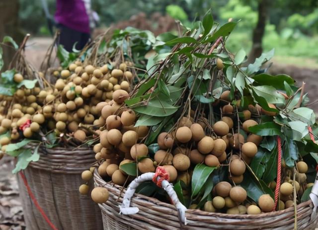 桂圆怎么存放，桂圆怎么存放时间久一点（教你2种好方法）