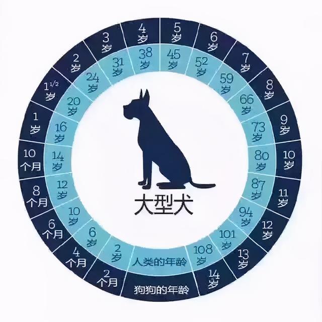 狗多大年龄2021，狗狗的年龄有多大（宠主一定要好好珍惜自家狗）
