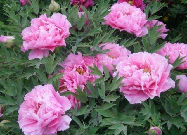 芍药花什么时候开，芍药，名字里为什么有“药”（芍药花有几种颜色）