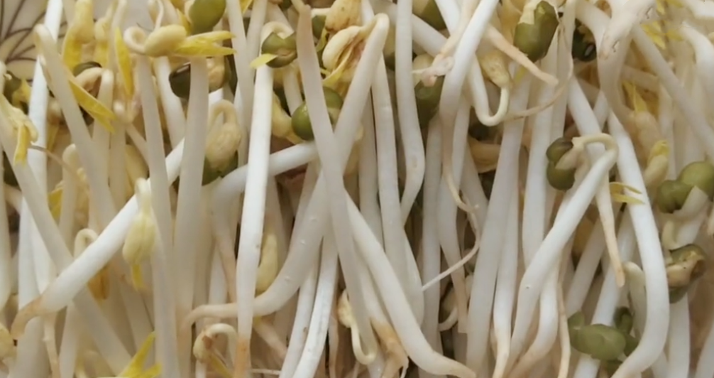 图片[7]-发绿豆芽步骤图 4天就能吃 又粗又壮好吃更安全-起舞食谱网