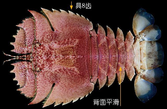 北极甜虾和普通虾的品种区别，如何鉴别对虾、罗氏虾、北极甜虾……一文解决“虾”认识