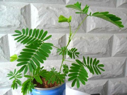 含羞草为什么不害羞，【含羞草不害羞】含羞草害羞不害羞的原因（怎么碰叶子也不闭合）