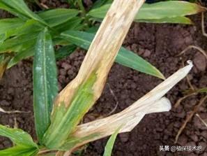 为什么我种的风姜叶子变黄了，姜叶为什么会变黄（可能是这些原因造成的）