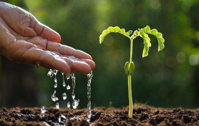 枇杷种子怎么育苗，枇杷树育苗的方式（合理采集技术是基础）