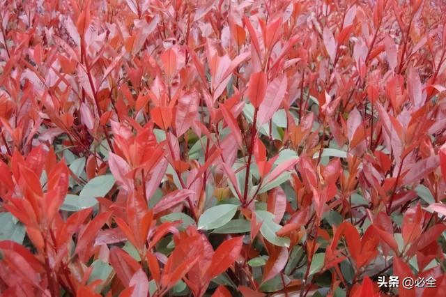 地被植物，常绿植物、地被及其他篇（地被植物名词解释）
