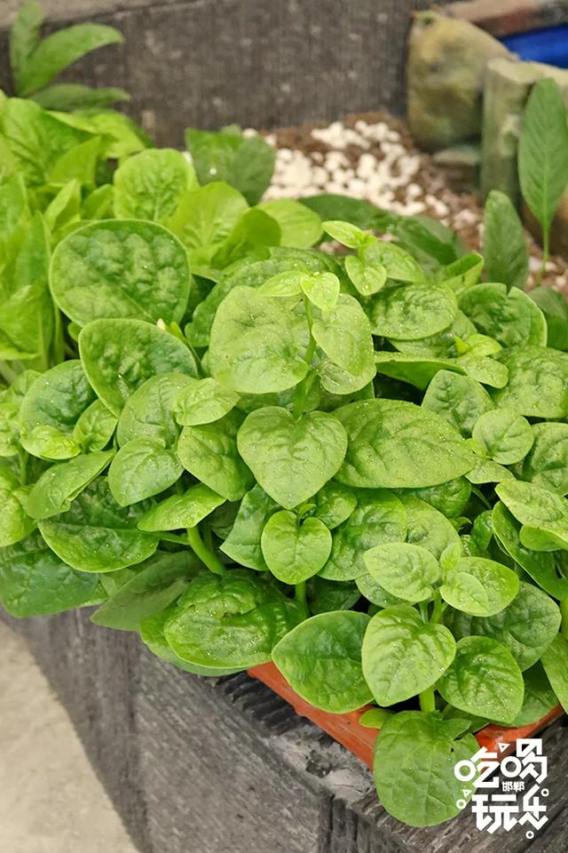 合肥齐祺渔锅地址，齐祺渔锅官网地址（邯郸这家专门吃鱼的店）