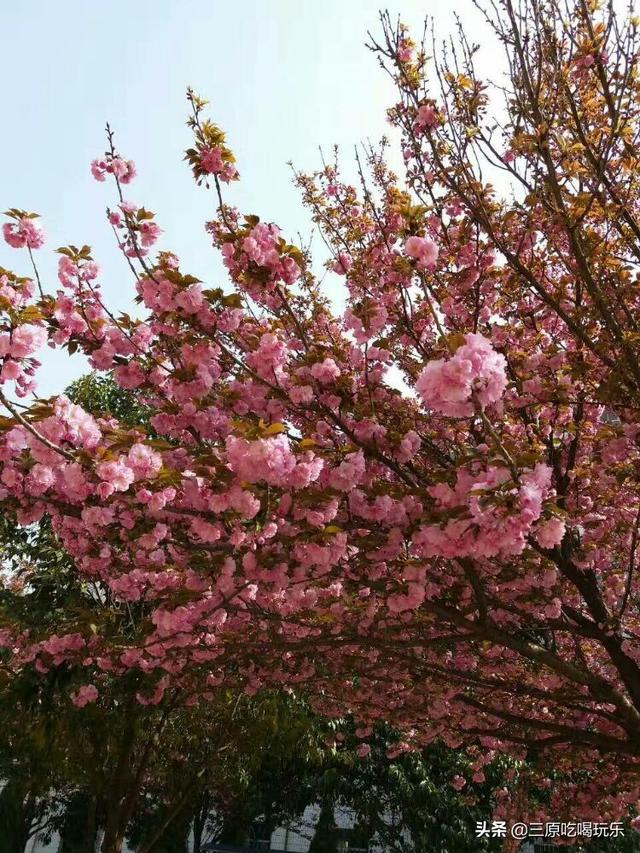 三原县南郊中学，陕西三原县有哪些高中（一半都藏在了南郊中学和北城中学）
