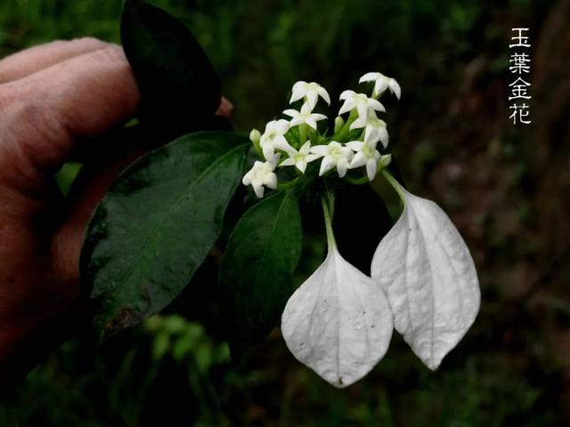夏日里的江南山野奇花，玉叶金花白纸扇