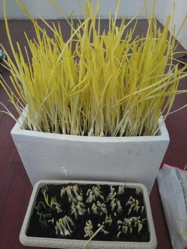 蒜黄的种植方法图片