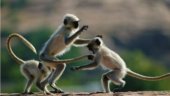 哺乳动物有哪些，世界上哺乳类动物有哪些（哺乳类动物和图片）