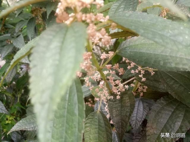 冰糖草是什么，冰糖草是什么科（园林点缀镶边花卉-透茎冷水花）