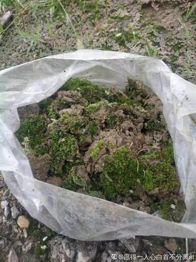 枸杞根的功效与作用，枸杞根的作用与功效（明年呼呼长成小盆栽）