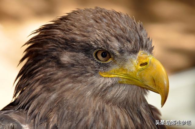 鸟字旁的字有哪些，寸加偏旁组成新字（三分钟了解华夏先民与的故事）