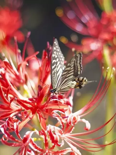 彼岸花，微信头像，彼岸花（48张彼岸花图，真是美极了）