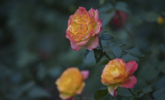 陈果语录，陈果语录人生感悟短句（复旦女神陈果20条爱情经典语录）