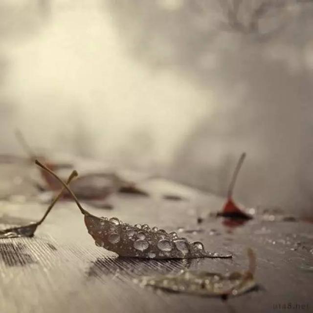 关于秋雨的优美散文，关于秋雨的散文随笔（散文：秋雨浅殇）