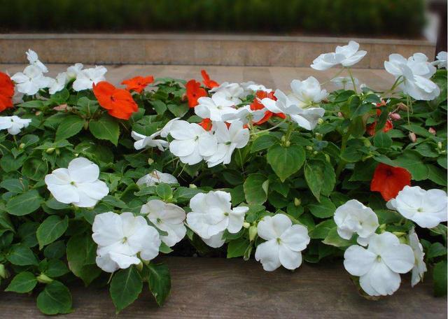 凤仙花长什么样，凤仙花长什么样子的致癌么（养了一盆非洲凤仙花）