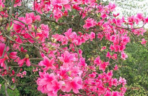 只有敬亭山是什么意思，敬亭山啥意思（宣城敬亭山——诗仙口中的“相看两不厌）