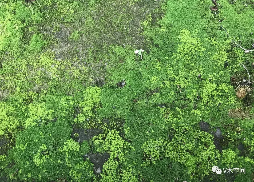 藓怎么组词，身边的苔藓植物——砂藓