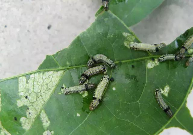 益虫资料简单介绍，介绍一种益虫（认识田间益虫不要误伤友军）