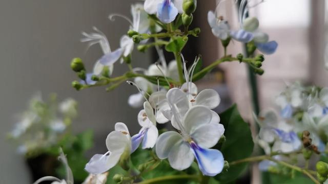 什么花是蓝色的，什么花是淡蓝色的（夏季种花就得选“清凉花”）