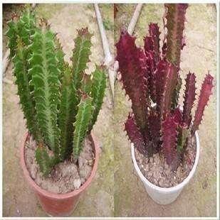 龙骨花的养殖方法，龙骨花的养殖方法修剪_龙骨花如何扦插