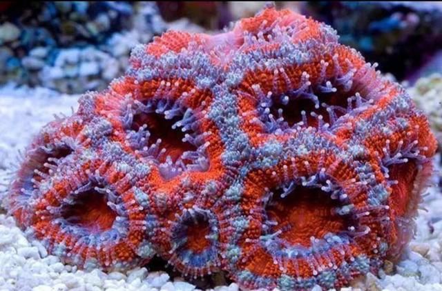 海洋生物有哪些，海洋生物简笔画（十大最美丽奇特的海洋生物）