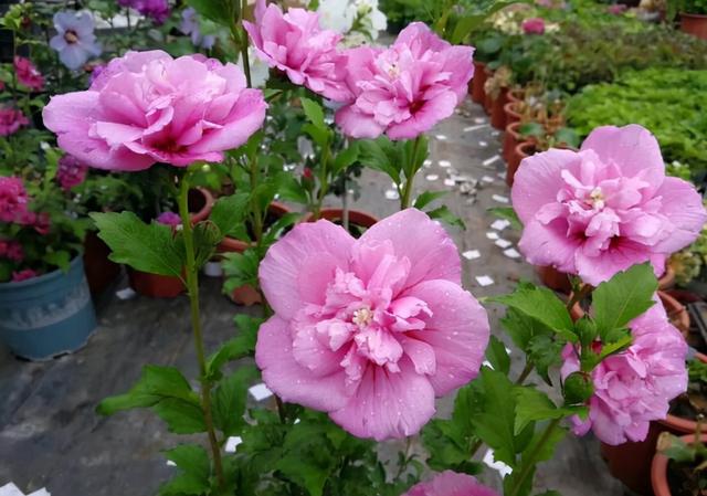 红桂花的功效与作用及食用方法，红桂花和黄桂花的区别（能吃能看还能养人）