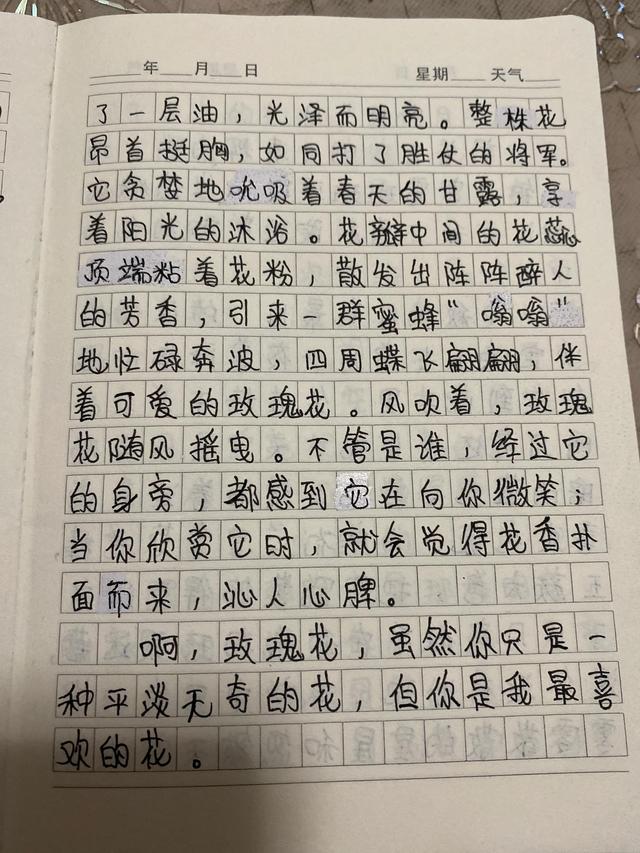 四年级玫瑰作文300字十篇，玫瑰作文400字四年级（侄女心悦的作文展示《玫瑰花》）