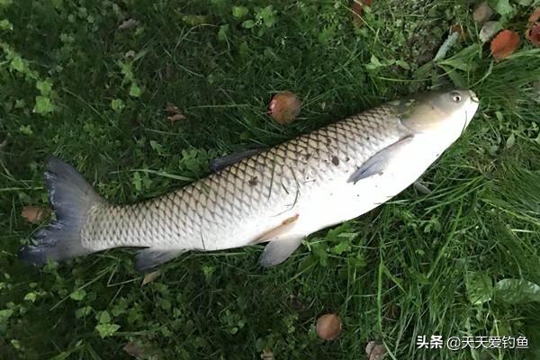 下雨后钓鱼钓深水还是浅水，夏季下完雨钓鱼钓深水还是钓浅水（夏季雨天钓鱼，钓底还是钓浮）