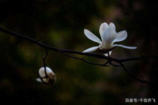 玉兰花花语，玉兰花花语和寓意（赞美玉兰花的诗词推荐）