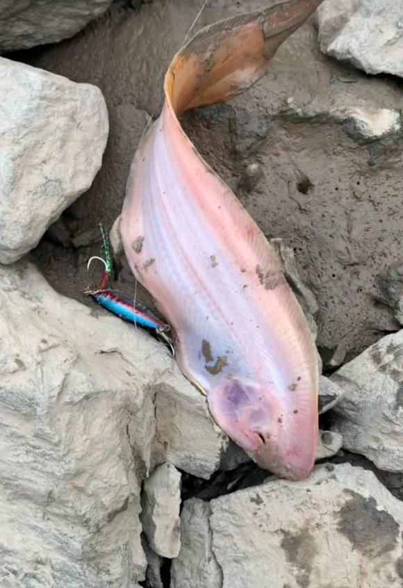 扁扁的海鱼是什么鱼(南通长江段) - 去钓鱼