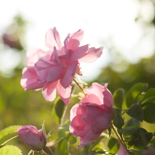 精油按摩7部位不同手法全面造美肌,精油按摩脸部的手法(学会极简精油护肤) 精油按摩7部位不同手法全面造美肌,精油按摩脸部的手法(学会极简精油护肤)