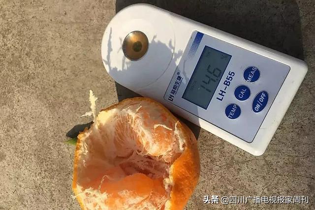 耙耙柑什么人不能吃，耙耙柑不能吃吗（好吃还不上火）