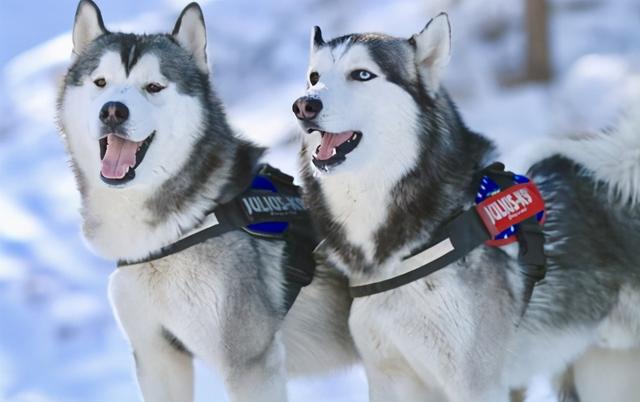 小哈士奇，家里养一只“哈士奇”（哈士奇幼犬拉稀怎么办）