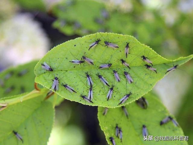 蚊子灭绝了会怎么样，如果蚊子灭绝了会怎样（假如人类把蚊子全部灭绝了）