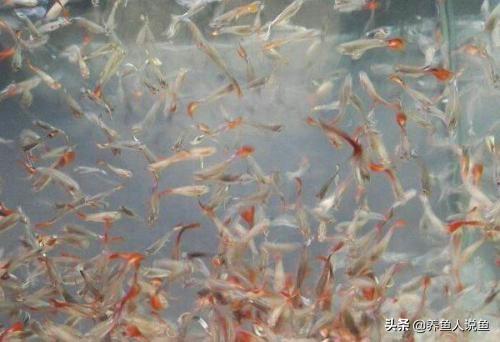 孔雀鱼的杂交图解，红箭鱼和孔雀鱼杂交吗（孔雀鱼的繁殖时间你知道么）