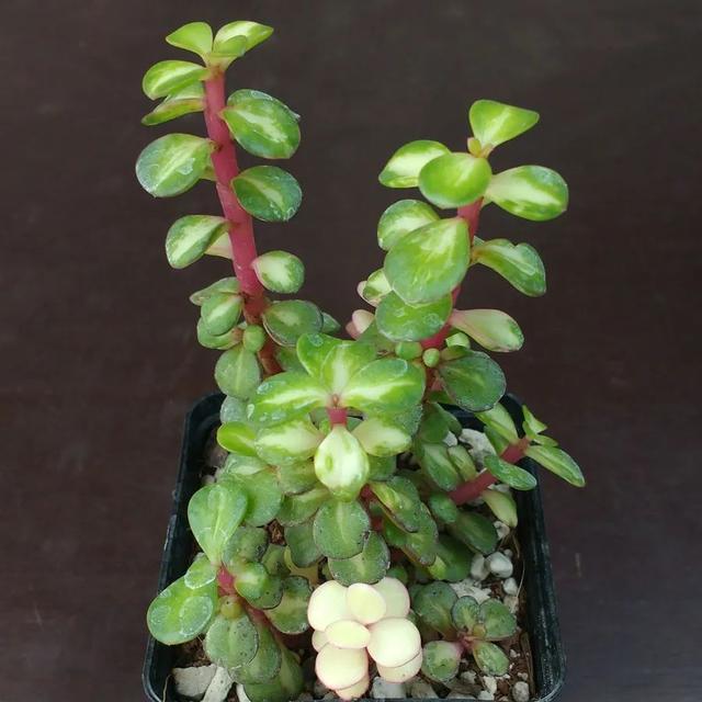 金枝玉叶植物，金枝玉叶养护（金枝玉叶养护全指南）