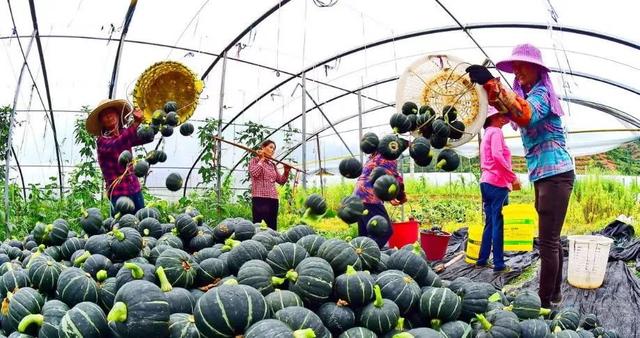 老鼠瓜种植时间及技术，老鼠瓜是什么瓜（农业种植“迷你”品种）