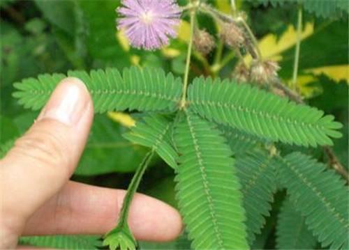 含羞草为什么不害羞，【含羞草不害羞】含羞草害羞不害羞的原因（怎么碰叶子也不闭合）